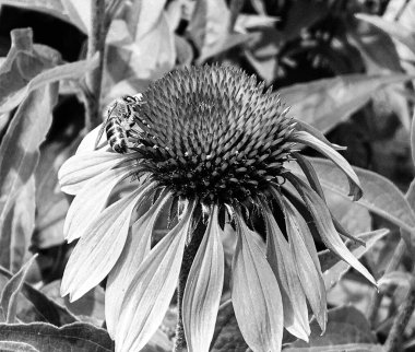 Kanatlı arı yavaşça bitkiye uçar, çiçekten özel arı kovanına bal için nektar toplar, güzel çiçeklerden oluşan bal tokası, arıların bacaklarında sarı polen, tatlı bal nektarı.