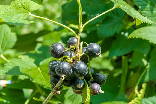 Beautiful Berry Branch Black Currant Bush Natural Leaves Clean Sky — Stock Photo, Image