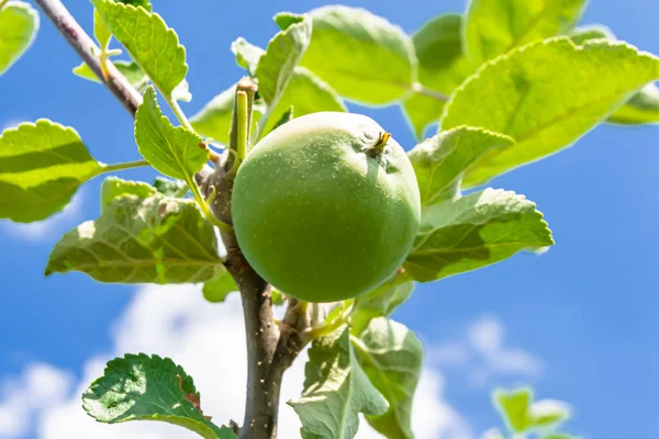 Photography on theme beautiful fruit branch apple tree with natural leaves under clean sky, photo consisting of fruit branch apple tree outdoors in rural, floral fruit branch apple tree in big garden