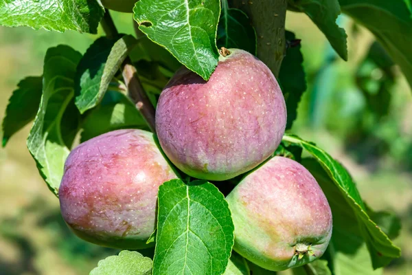 Photography on theme beautiful fruit branch apple tree with natural leaves under clean sky, photo consisting of fruit branch apple tree outdoors in rural, floral fruit branch apple tree in big garden