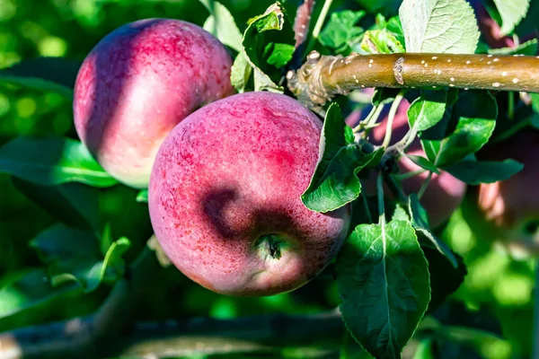 Fotografia Sobre Tema Árvore Maçã Ramo Fruta Bonita Com Folhas — Fotografia de Stock