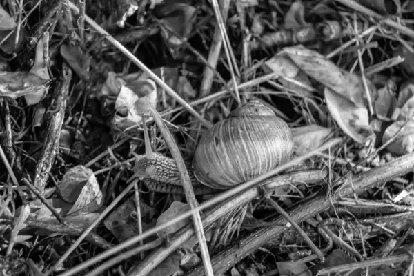 Caracol Grande Jardim Com Casca Rastejando Estrada Molhada Pressa Para — Fotografia de Stock