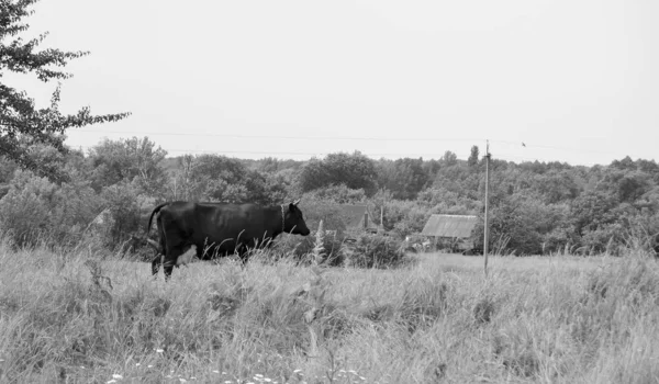 テーマの写真青い空の下で緑の牧草地で美しい大きな牛乳牛の放牧 牧草地で長い尾のわらを食べる牛乳牛で構成される写真 おいしい白い液体のための草の牧草地での牛乳牛 — ストック写真