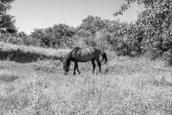 Beautiful Wild Brown Horse Stallion Summer Flower Meadow Equine Eating — Stockfoto
