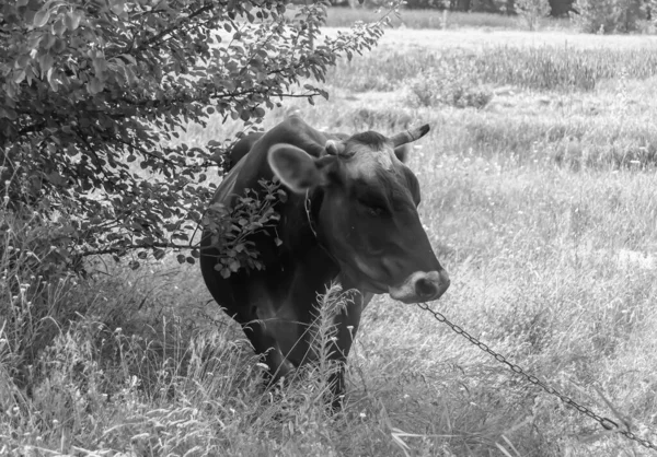 Photographie Sur Thème Belle Grosse Vache Lait Paît Sur Prairie — Photo