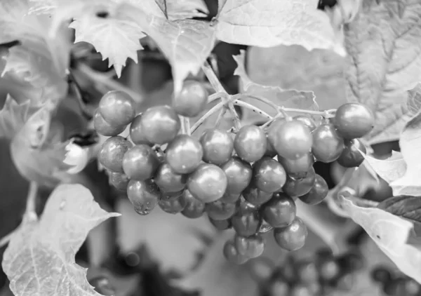 Fotografering Temat Vackra Sura Bär Viburnum Med Naturlig Konsistens Ren — Stockfoto