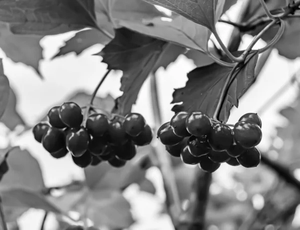 清澈的天空下 自然质感的美丽酸浆果维伯纳姆主题的摄影 农村地区的许多酸浆果维伯纳姆 大自然花园的酸浆果维伯纳姆的照片 — 图库照片