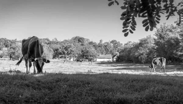 Fotografía Sobre Tema Hermosa Vaca Lechera Grande Pastos Prado Verde — Foto de Stock