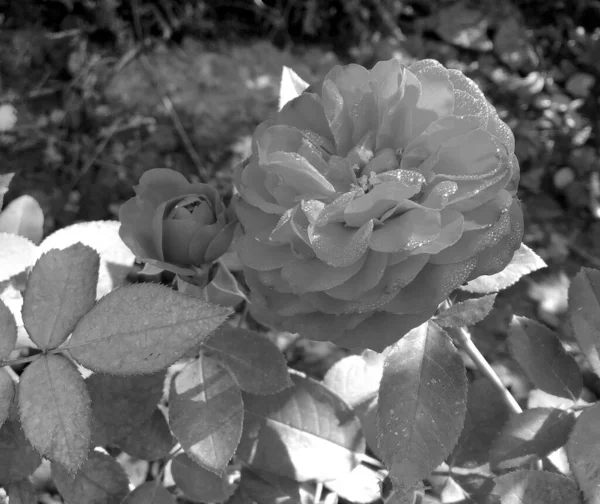 Bouquet Wildflowers Prickly Rose Blooming Garden Natural Leaves Bouquet Wildflowers — Stock Photo, Image