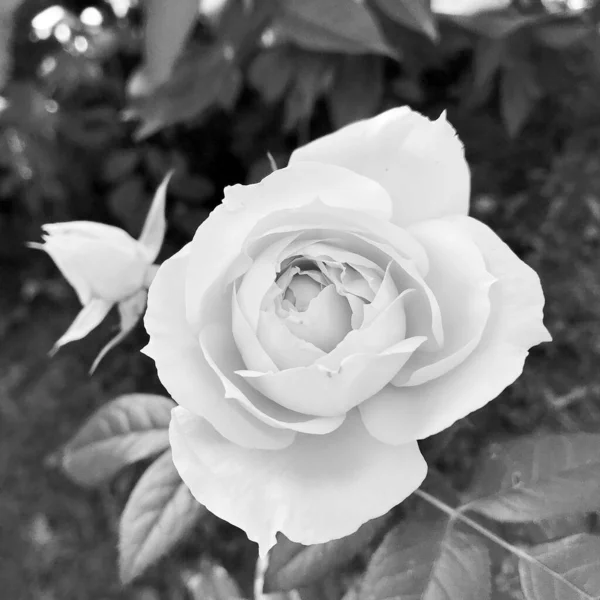 Kytice Divoké Květy Pichlavé Růže Kvetoucí Zahradě Přírodními Listy Kytice — Stock fotografie