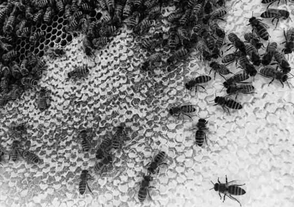 概要六角形の構造は ミツバチの巣からミツバチの巣まで黄金の蜂蜜で満たされたハニカム ミツバチの村からの蜂蜜の蜂蜜からなるハニカム夏の組成物 ミツバチの田舎から田舎までの蜂蜜の田舎です — ストック写真