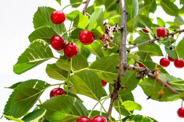 Tema üzerine fotoğraf temiz gökyüzünün altında doğal yaprakları olan güzel meyve dalı kiraz ağacı kırsal alanda meyve dalı kiraz ağacı, bahçedeki çiçek dalı kiraz ağacı fotoğrafı