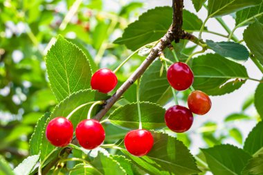 Tema üzerine fotoğraf temiz gökyüzünün altında doğal yaprakları olan güzel meyve dalı kiraz ağacı kırsal alanda meyve dalı kiraz ağacı, bahçedeki çiçek dalı kiraz ağacı fotoğrafı