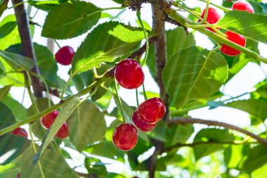 Tema üzerine fotoğraf temiz gökyüzünün altında doğal yaprakları olan güzel meyve dalı kiraz ağacı kırsal alanda meyve dalı kiraz ağacı, bahçedeki çiçek dalı kiraz ağacı fotoğrafı