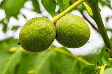 Tema üzerine fotoğraf temiz gökyüzünün altında doğal yaprakları olan fındık dallı ceviz ağacı, açık havada fındık ağacının fotoğrafı, büyük bahçede fındık dallı ceviz ağacı.