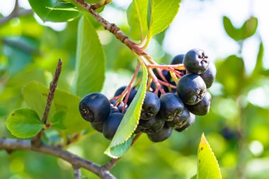 Tema üzerine fotoğraf: Güzel böğürtlen dalları Aronia çalılığı, temiz gökyüzünün altında doğal yapraklar, Aronia çalılığı kırsal alanda kırsalda, çiçeklerle süslenmiş Aronia çalılığı.