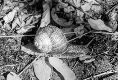 Islak yolda sürünen kabuklu büyük bahçe salyangozu çabuk eve gel, salyangoz Helix, vücudu korumak için sarmalanmış lezzetli yiyeceklerden oluşur, balçık kabuklu doğal hayvan salyangozu, besleyici krema yapar.