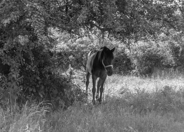 Güzel, kahverengi at, yaz aygırı, yeşil çimen yiyen at, ayakta duran uzun yeleli at, açık havada at atı, büyük at atları.