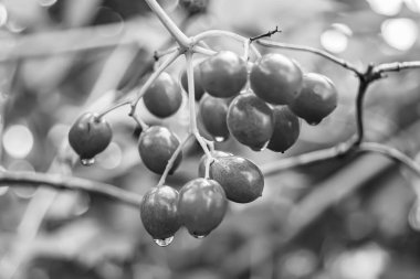 Tema üzerine fotoğraf: Güzel ekşi dut viburum, temiz gökyüzü altında doğal doku, kırsal alanda birçok ekşi dut viburum, büyük doğa bahçesinde ekşi çilek viburum.