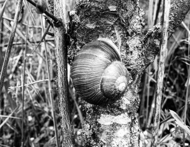 Islak yolda sürünen kabuklu büyük bahçe salyangozu çabuk eve gel, salyangoz Helix, vücudu korumak için sarmalanmış lezzetli yiyeceklerden oluşur, balçık kabuklu doğal hayvan salyangozu, besleyici krema yapar.