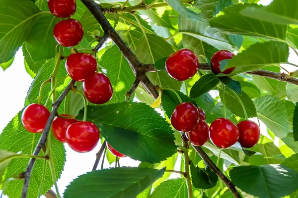 Photography on theme beautiful fruit branch cherry tree with natural leaves under clean sky, photo consisting of fruit branch cherry tree outdoors in rural, floral fruit branch cherry tree in garden