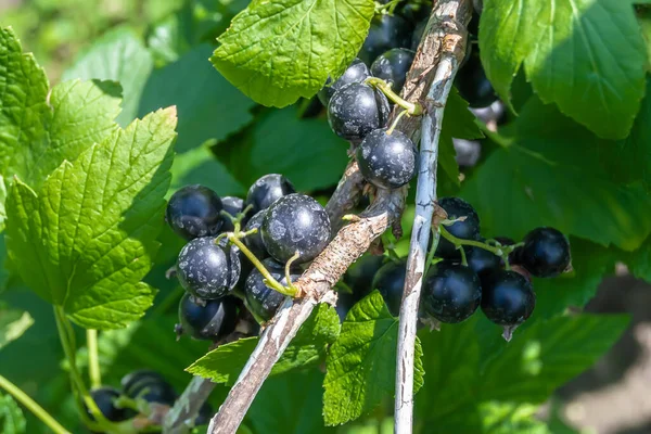 Mooie Bes Tak Zwarte Bes Bush Met Natuurlijke Bladeren Onder — Stockfoto