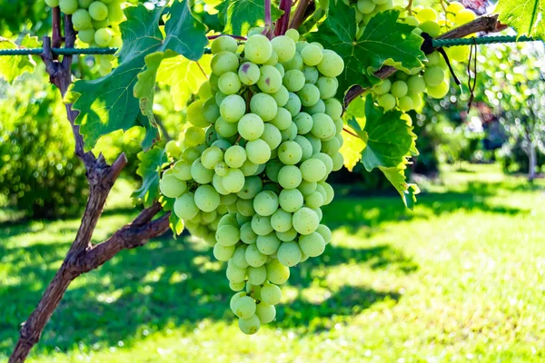 Fotografia Temat Pięknej Jagodowej Gałęzi Krzew Winorośli Naturalnych Liści Pod — Zdjęcie stockowe