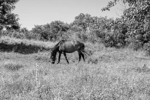 Beautiful Wild Brown Horse Stallion Summer Flower Meadow Equine Eating — Zdjęcie stockowe