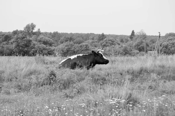 Photography Theme Beautiful Big Milk Cow Grazes Green Meadow Blue — 图库照片