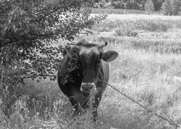 Fotografia Sobre Tema Bonito Grande Leite Vaca Pastagens Prado Verde — Fotografia de Stock