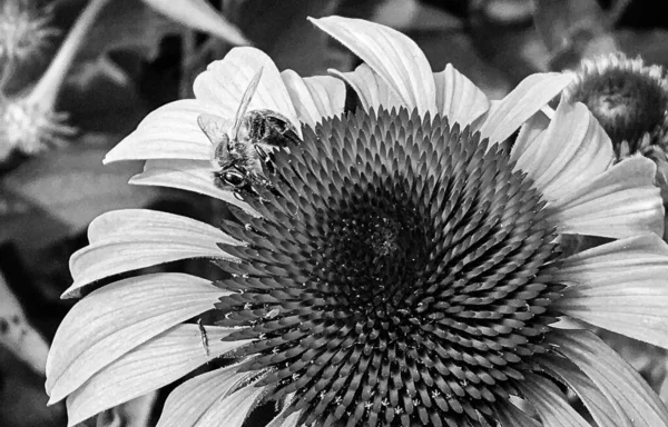 Vinged Bee Flyger Långsamt Till Växten Samla Nektar För Honung — Stockfoto