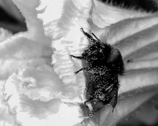 Winged Μέλισσα Πετάει Αργά Στο Φυτό Συλλέγουν Νέκταρ Για Μέλι — Φωτογραφία Αρχείου