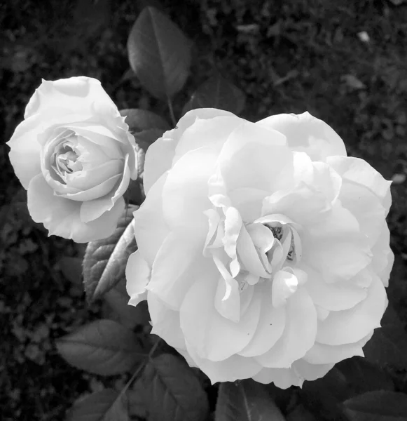 Bukiet Dzikie Kwiaty Kwitnąca Róża Ogrodzie Naturalnych Liści Bukiet Dzikie — Zdjęcie stockowe