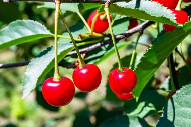Tema üzerine fotoğraf temiz gökyüzünün altında doğal yaprakları olan güzel meyve dalı kiraz ağacı kırsal alanda meyve dalı kiraz ağacı, bahçedeki çiçek dalı kiraz ağacı fotoğrafı