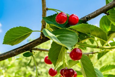 Tema üzerine fotoğraf temiz gökyüzünün altında doğal yaprakları olan güzel meyve dalı kiraz ağacı kırsal alanda meyve dalı kiraz ağacı, bahçedeki çiçek dalı kiraz ağacı fotoğrafı