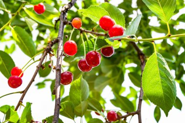 Tema üzerine fotoğraf temiz gökyüzünün altında doğal yaprakları olan güzel meyve dalı kiraz ağacı kırsal alanda meyve dalı kiraz ağacı, bahçedeki çiçek dalı kiraz ağacı fotoğrafı