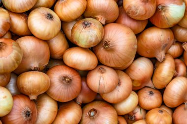 Tema üzerine fotoğraf: Napiform derili güzel soğan bitkisi, kırsal alanda soğan bitkisi, soğan sebzesi, çiftçinin büyük tarlasından topladığı bitki.