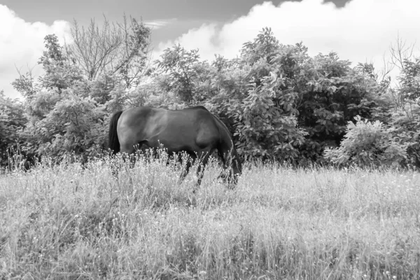 Bonito Cavalo Selvagem Castanho Garanhão Verão Flor Prado Equino Comendo — Fotografia de Stock