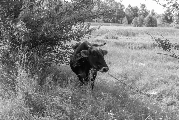 Photography Theme Beautiful Big Milk Cow Grazes Green Meadow Blue — Fotografia de Stock