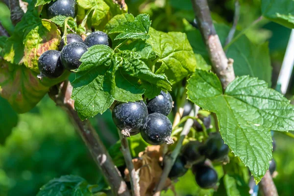 Beautiful berry branch black currant bush with natural leaves under clean sky, photo consisting of berry branch black currant bush outdoors in rural, floral berry branch black currant bush in garden