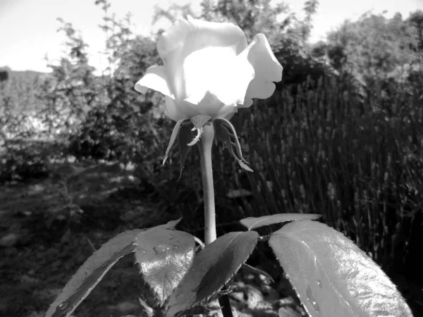 Μπουκέτο Αγριολούλουδα Ακανθώδες Τριαντάφυλλο Ανθίζει Στον Κήπο Φυσικά Φύλλα Μπουκέτο — Φωτογραφία Αρχείου