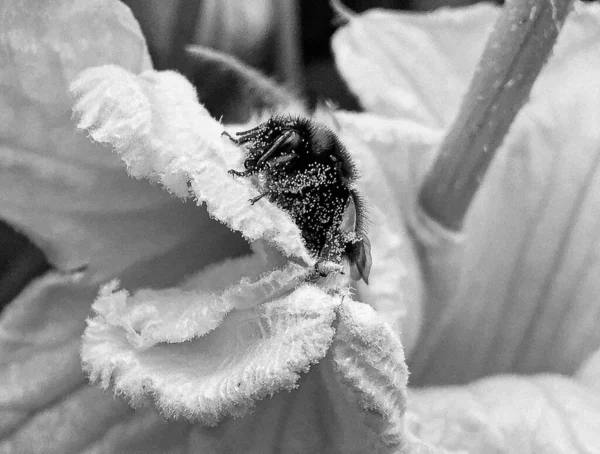 Abeille Ailée Vole Lentement Plante Recueillir Nectar Pour Miel Sur — Photo