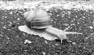 Islak yolda sürünen kabuklu büyük bahçe salyangozu çabuk eve gel, salyangoz Helix, vücudu korumak için sarmalanmış lezzetli yiyeceklerden oluşur, balçık kabuklu doğal hayvan salyangozu, besleyici krema yapar.