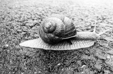 Islak yolda sürünen kabuklu büyük bahçe salyangozu çabuk eve gel, salyangoz Helix, vücudu korumak için sarmalanmış lezzetli yiyeceklerden oluşur, balçık kabuklu doğal hayvan salyangozu, besleyici krema yapar.