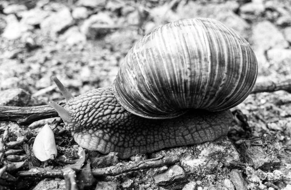 Grote Tuin Slak Schaal Kruipen Natte Weg Haast Naar Huis — Stockfoto