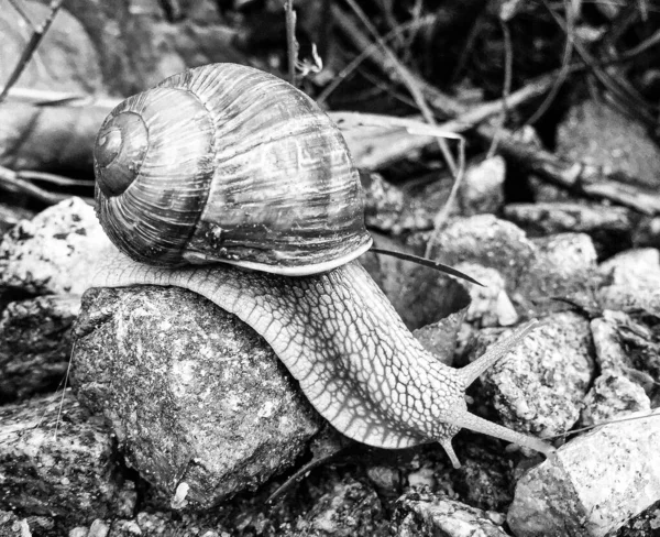 Caracol Jardín Grande Concha Arrastrándose Camino Húmedo Prisa Casa Caracol —  Fotos de Stock