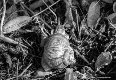Islak yolda sürünen kabuklu büyük bahçe salyangozu çabuk eve gel, salyangoz Helix, vücudu korumak için sarmalanmış lezzetli yiyeceklerden oluşur, balçık kabuklu doğal hayvan salyangozu, besleyici krema yapar.