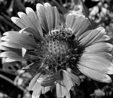 Kanatlı arı yavaşça bitkiye uçar, çiçekten özel arı kovanına bal için nektar toplar, güzel çiçeklerden oluşan bal tokası, arıların bacaklarında sarı polen, tatlı bal nektarı.