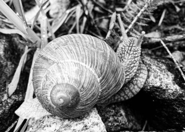 Islak yolda sürünen kabuklu büyük bahçe salyangozu çabuk eve gel, salyangoz Helix, vücudu korumak için sarmalanmış lezzetli yiyeceklerden oluşur, balçık kabuklu doğal hayvan salyangozu, besleyici krema yapar.