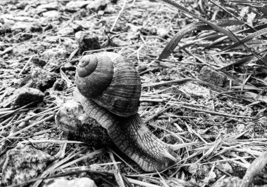 Islak yolda sürünen kabuklu büyük bahçe salyangozu çabuk eve gel, salyangoz Helix, vücudu korumak için sarmalanmış lezzetli yiyeceklerden oluşur, balçık kabuklu doğal hayvan salyangozu, besleyici krema yapar.